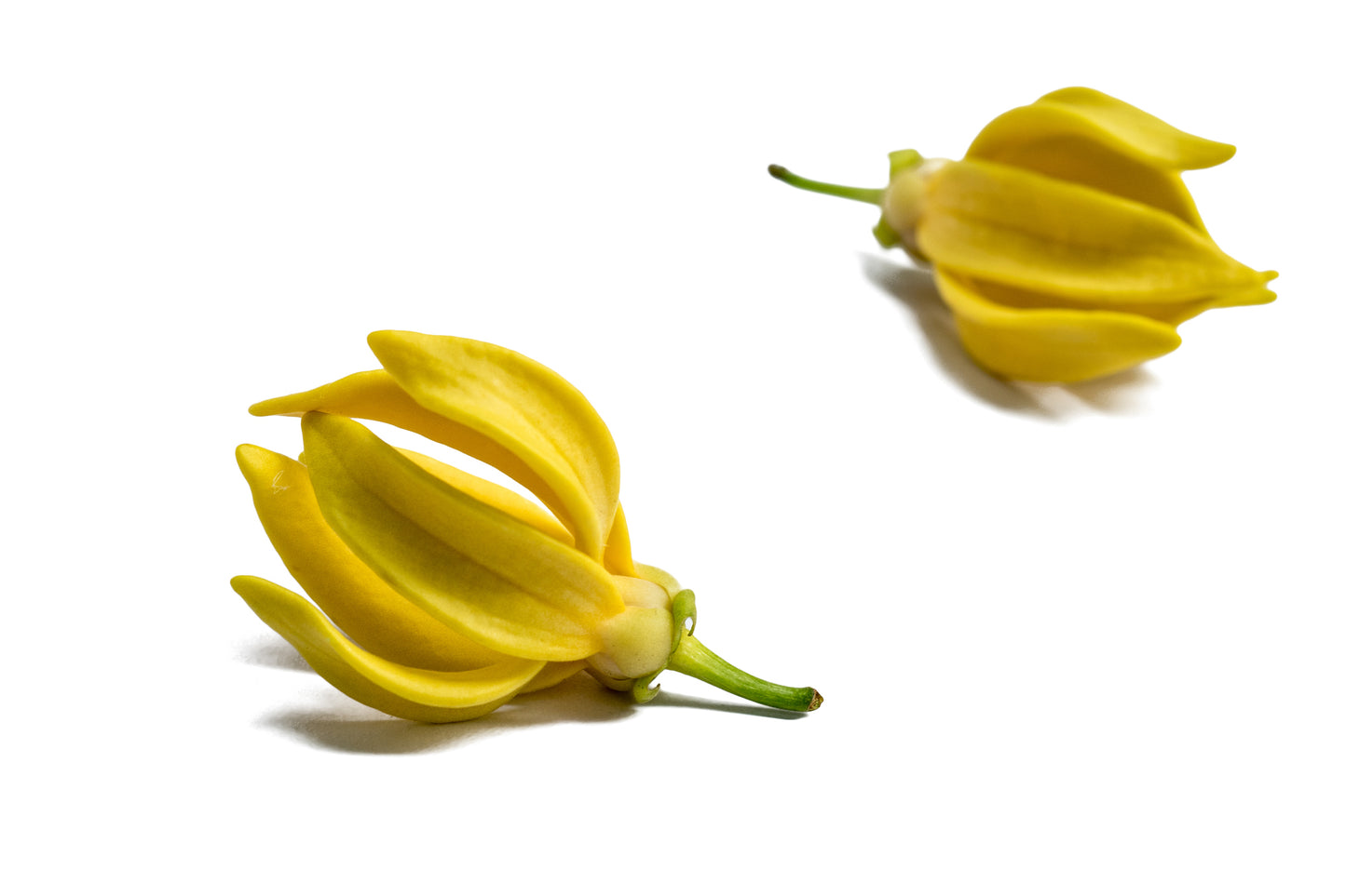 Ylang-Ylang (Cananga Odorata)